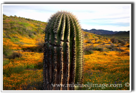 "saguaro and poppies 2"
saguaro lake, az.